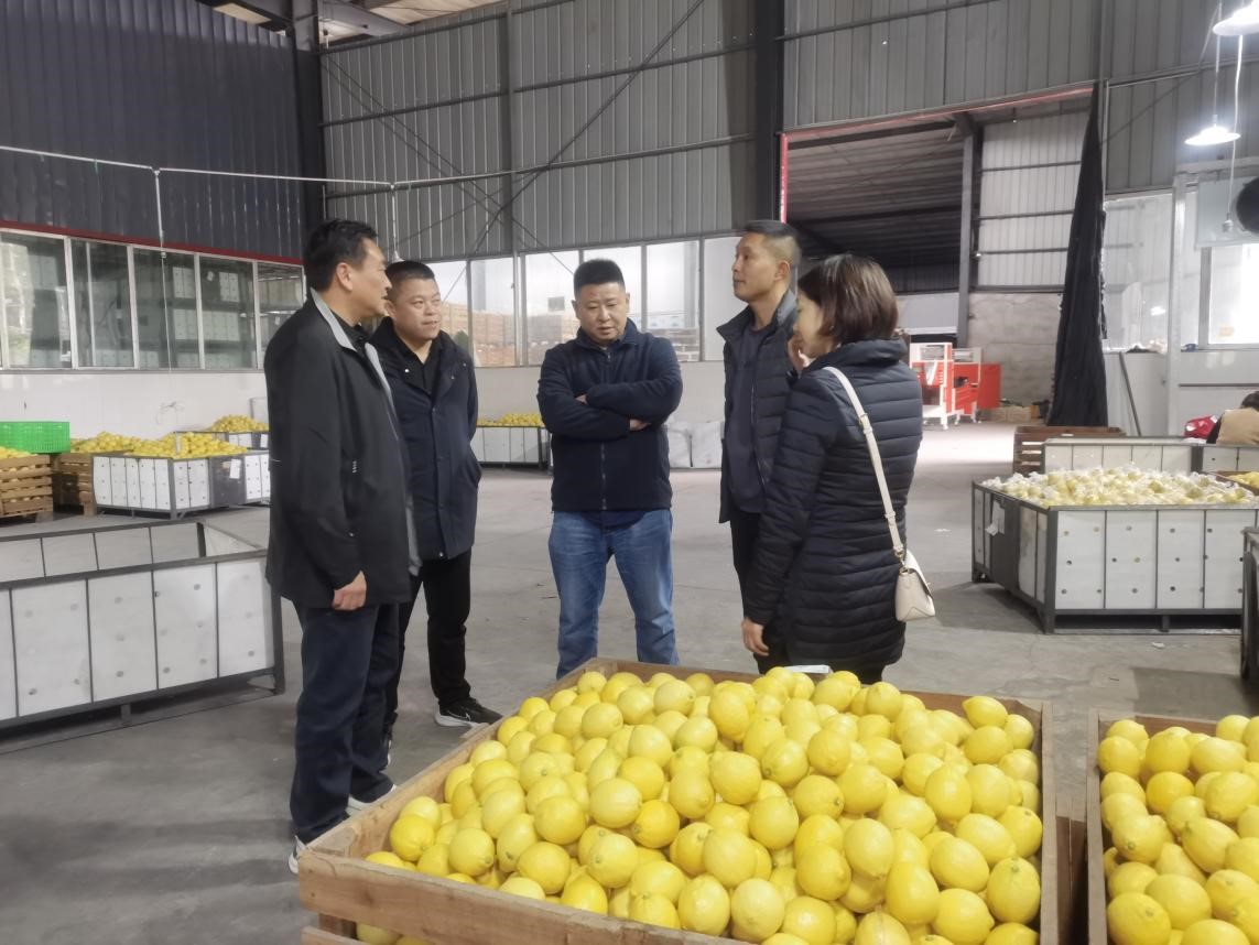 調(diào)研檸檬之都，探尋水果合作機(jī)遇